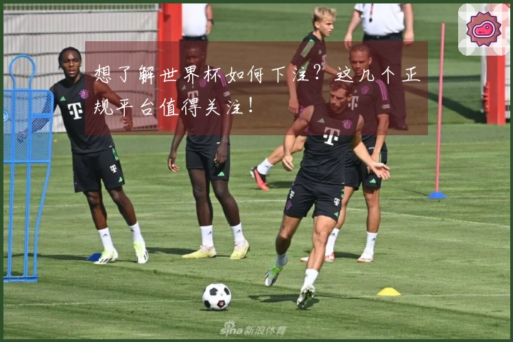 想了解世界杯如何下注？这几个正规平台值得关注！